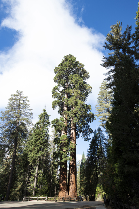 CONIFER TALL Sequoiadendron sempervirens 330mm pot | The Shrubbery